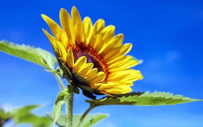 Frühlingssonne – Sonnenschutz